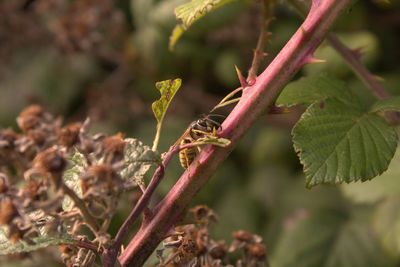 Close-up of insect on plant