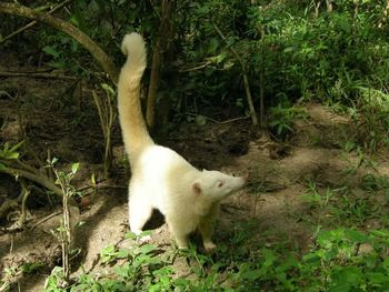 Cat looking away