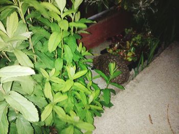 Plants growing in pond