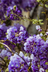 Close-up of purple flowering plants