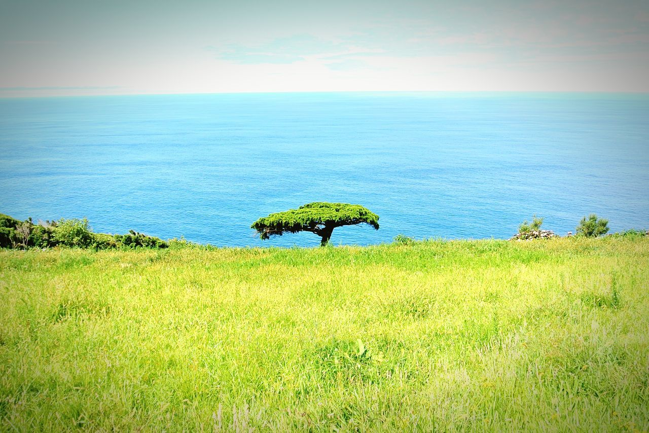 horizon over water, sea, tranquil scene, tranquility, scenics, beauty in nature, water, grass, sky, green color, nature, growth, plant, idyllic, blue, landscape, beach, day, field, green