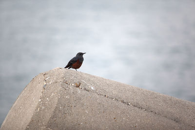 Close-up of bird perching on rock at beach