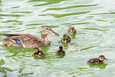 Ducks swimming in lake