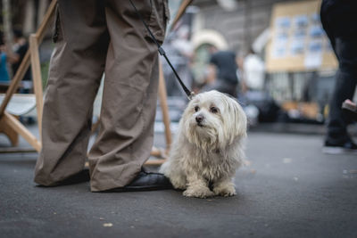 Low section of man with dog standing on street in city