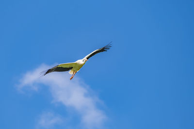 Low angle view of seagull flying in sky