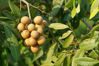 Close up of longan fruits bunch hanging on tree