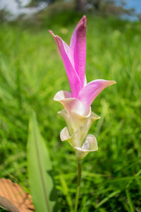 Close-up of pink flowering plant on field