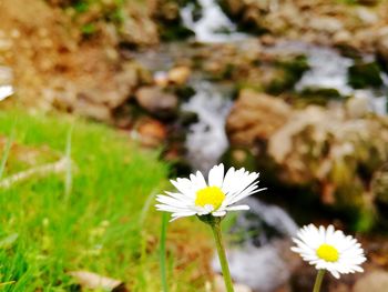 Close-up of white daisy flower on field