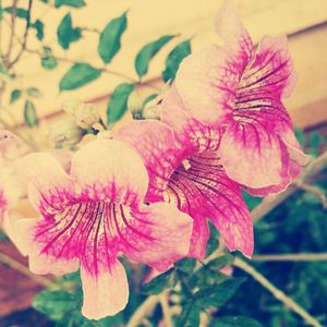 Close-up of pink flower