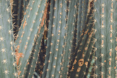 Full frame shot of cactus