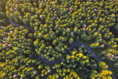 Aerial view of road by trees