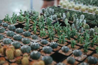 High angle view of potted plant at store