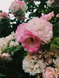 Close-up of pink flowers