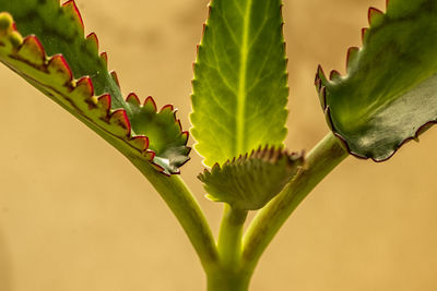 Close-up of plant