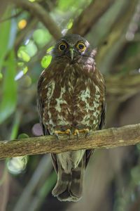 Close-up of owl perching on branch