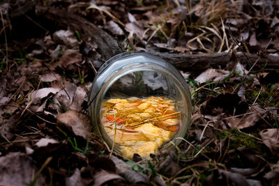 Jar of rotten food thrown in the woods