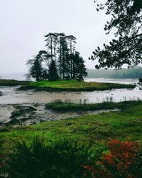 Tree on field by lake against sky