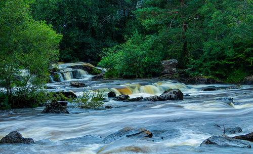 Scenic view of river stream in forest