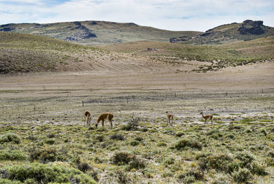 Guanacos in a field