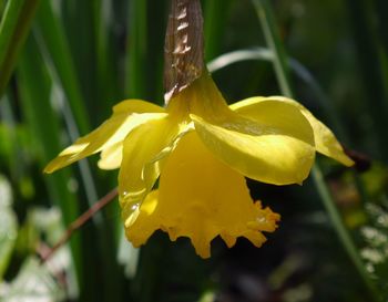 Close-up of yellow flower