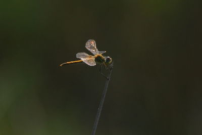 Close-up of insect on plant