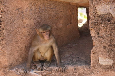 Portrait of monkey sitting outdoors