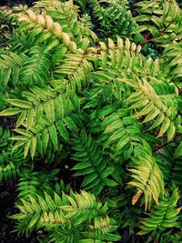 High angle view of fern