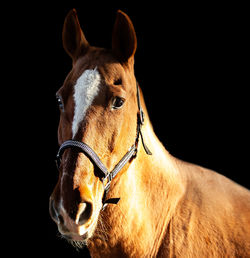 Close-up of a horse over black background