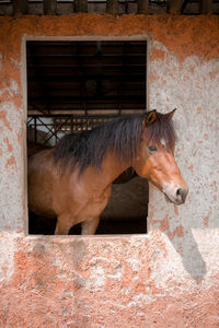 View of horse in stable