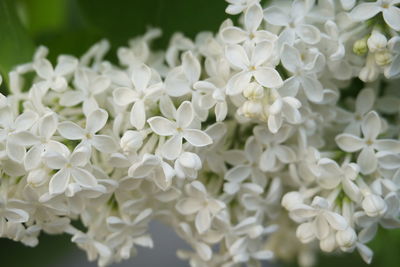 Close-up of white flowering plants in park