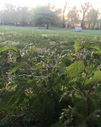 Close-up of plants growing on field