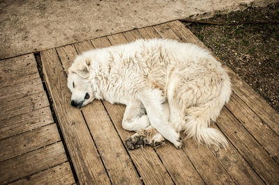 High angle view of dog sleeping on wood