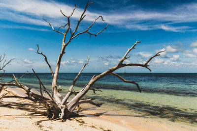 Bare tree on beach against sky