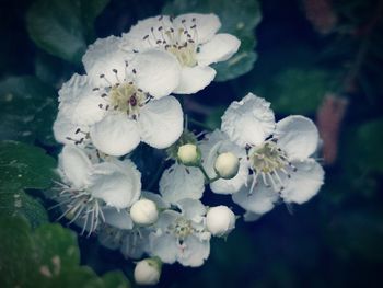 Close-up of white cherry blossom