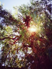 Low angle view of trees in forest against sky