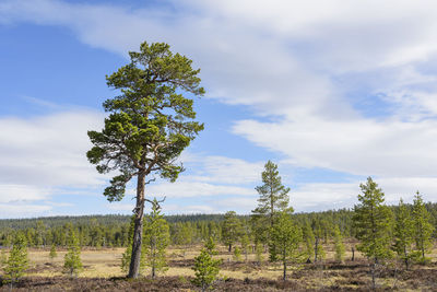 Pine tree on field against sky