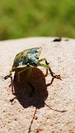 Close-up of butterfly on sand