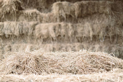 Close-up of stalks in field