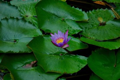 Close-up of lotus water lily in pond