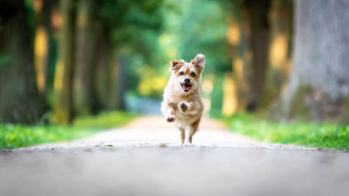 Dog running on road