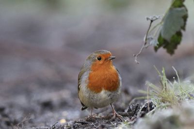 Close-up of a bird perching on a field