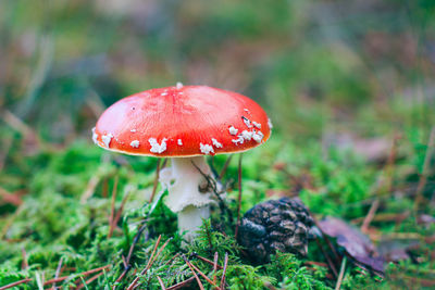 fungus