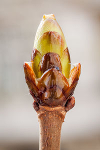 Close up of plant against blurred background