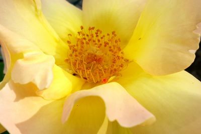 Close-up of yellow flowering plant