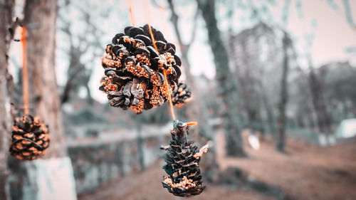 Close-up of pine cone on plant during winter