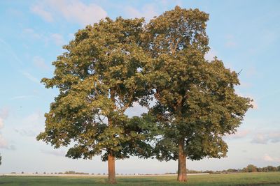 Low angle view of trees on field against sky