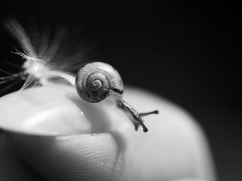 Close-up of snail