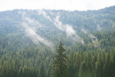Panoramic view of trees on landscape against sky