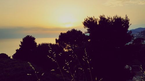 Silhouette trees against sky during sunset