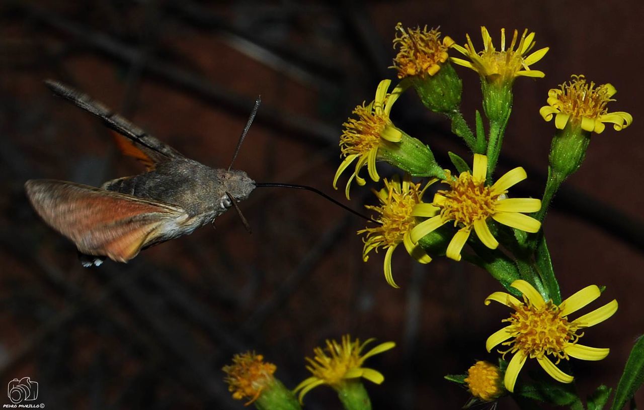 flower, fragility, one animal, insect, animals in the wild, animal themes, animal wildlife, nature, no people, plant, flower head, petal, leaf, beauty in nature, close-up, focus on foreground, day, outdoors, butterfly - insect, growth, freshness, pollination